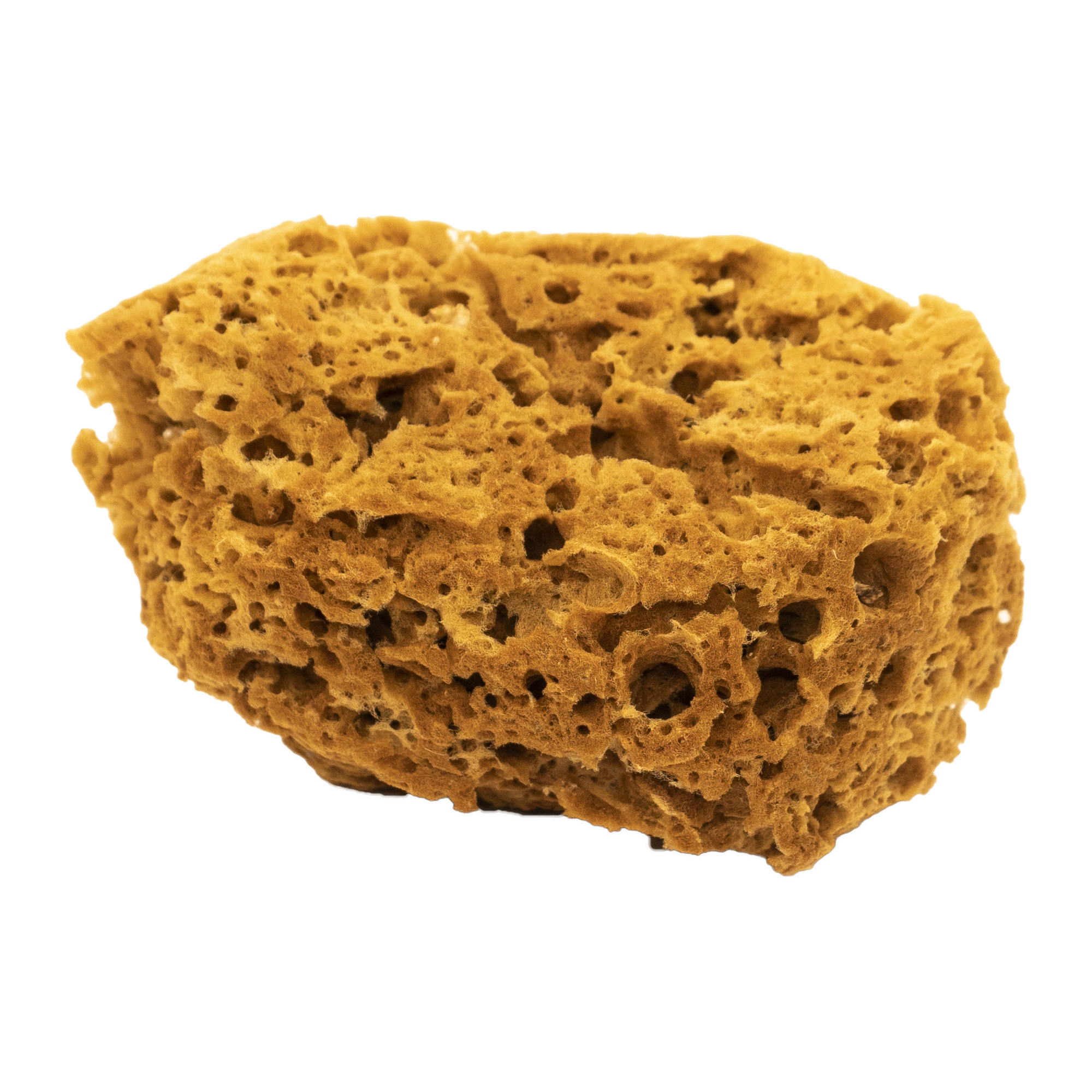 Губка натуральная Pentrilo для декоративных эффектов