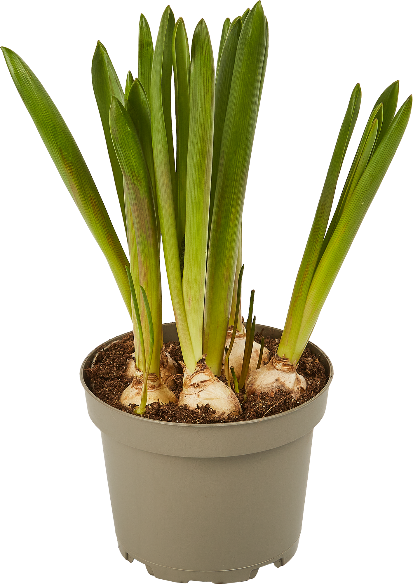 Изображение товара Мускари голубой 12x15 см