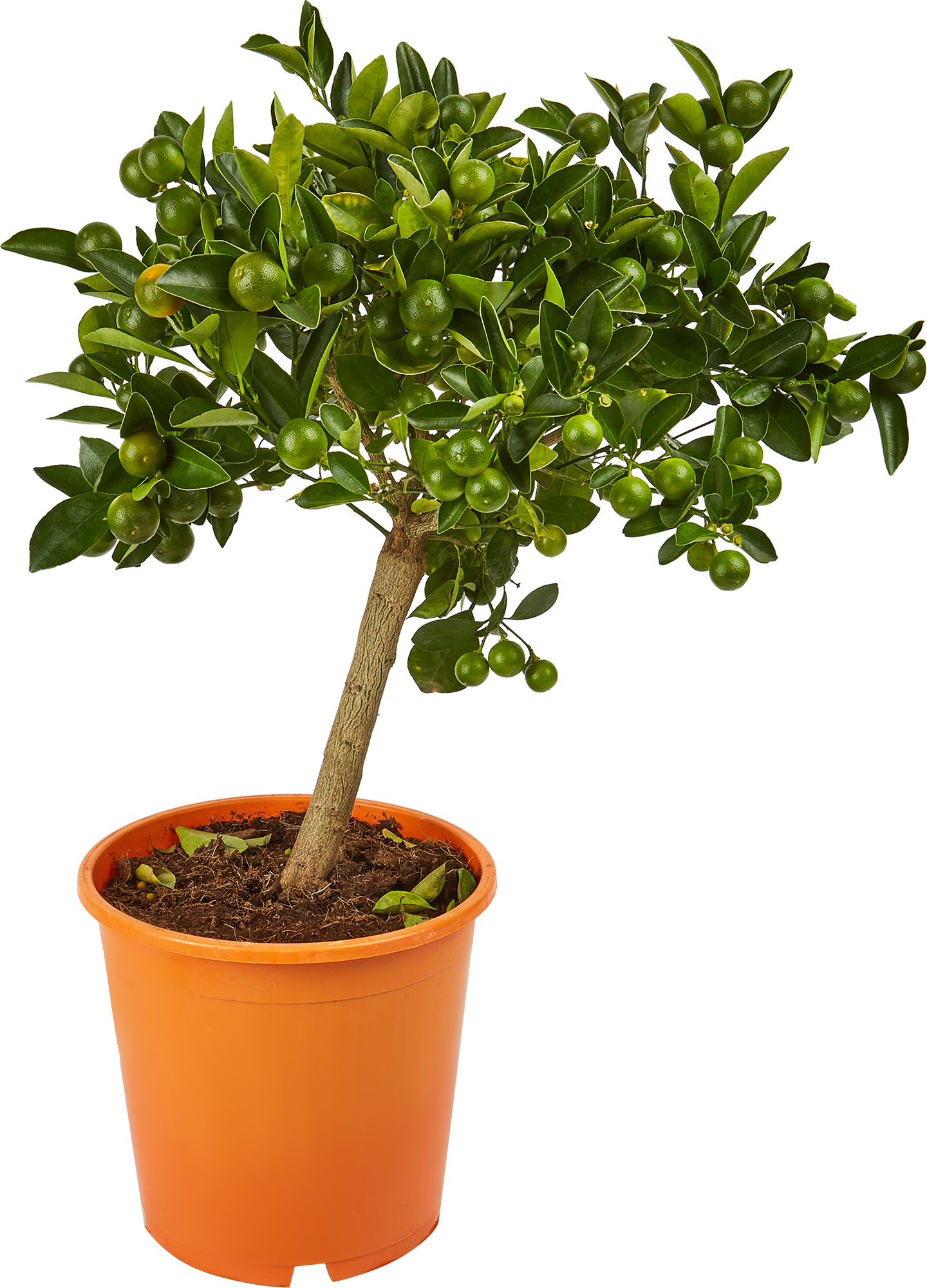 Изображение товара Цитрус каламондин микс 80 см, горшок 22 см, комнатное растение