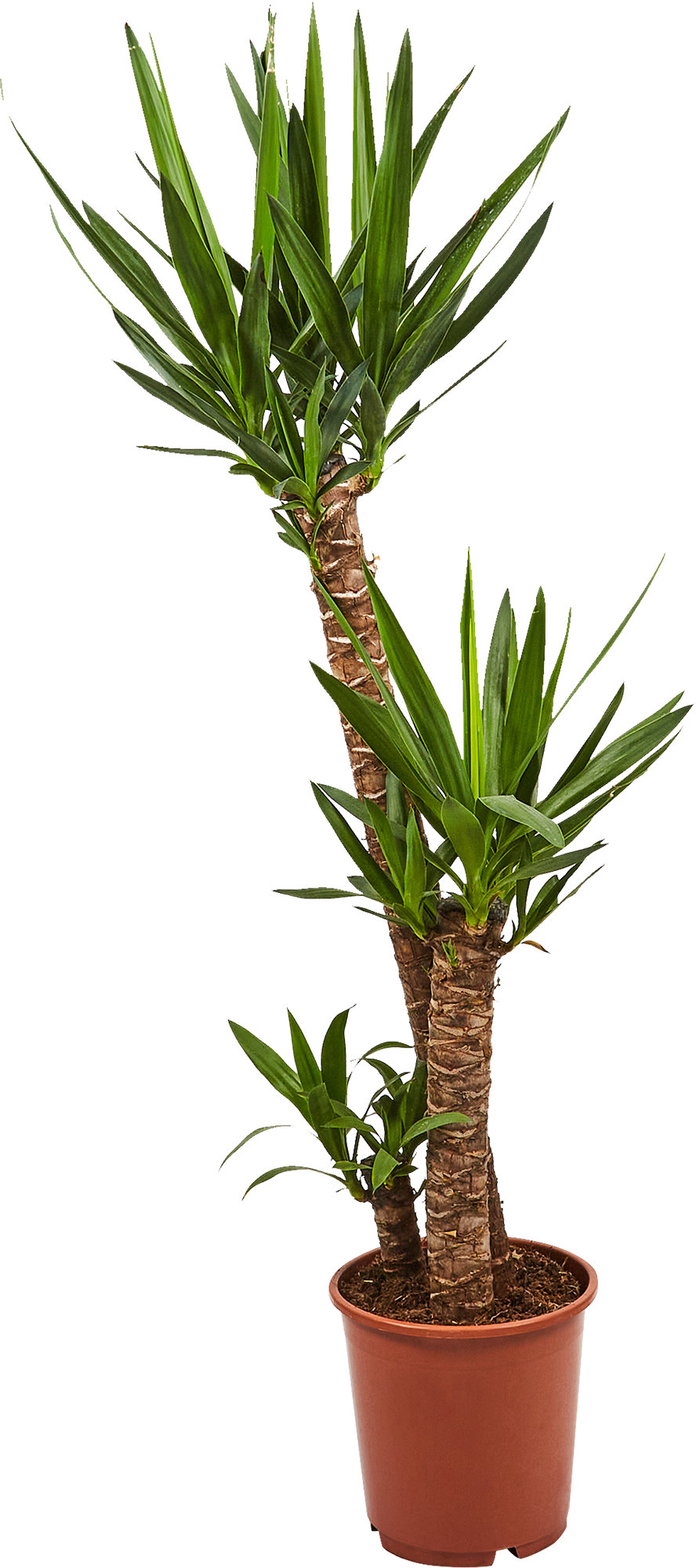 Изображение товара Юкка 140 см | декоративно-лиственное растение