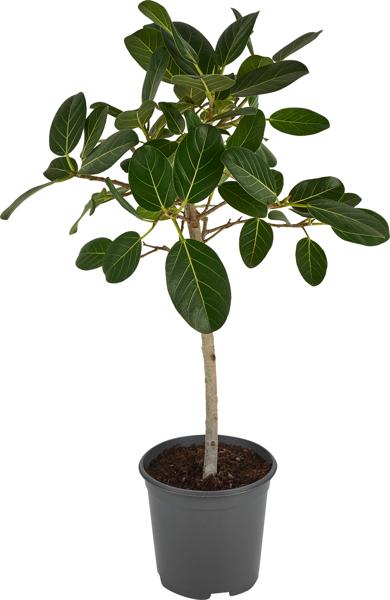 Изображение товара Фикус Эластика Мелани 21x100 см