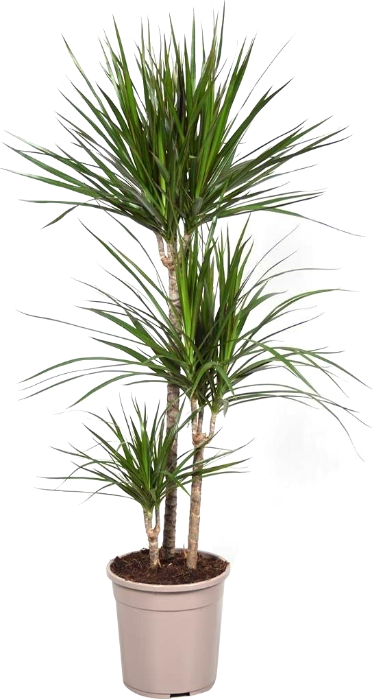 Изображение товара Драцена Маргината 3 стрелки 160 см — декоративно-лиственное растение