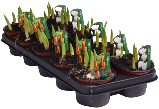 Изображение товара Тюльпан микс 20 см в горшке диаметр 12 см набор разноцветных сорта Изображение товара Тюльпан микс 20 см в горшке диаметр 12 см набор разноцветных сорта