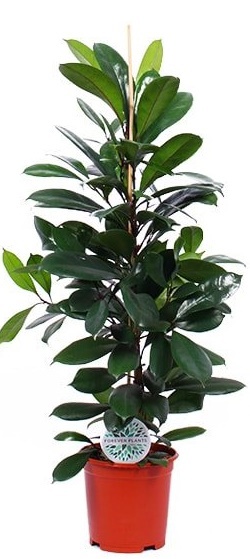 Изображение товара Фикус циатистипула — декоративно-лиственный, 110 см, горшок 21 см