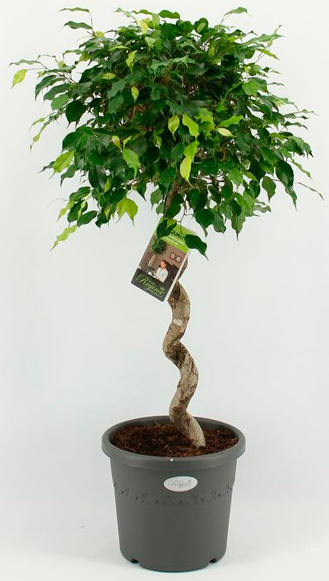 Изображение товара Фикус Бенджамина ø30 h140 см Росток Изображение товара Фикус Бенджамина ø30 h140 см Росток