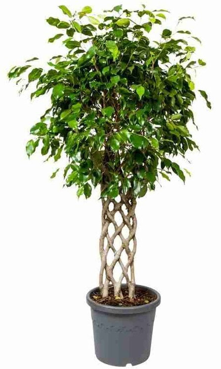 Изображение товара Фикус Бенджамина плетенный ø40 h170 см Росток