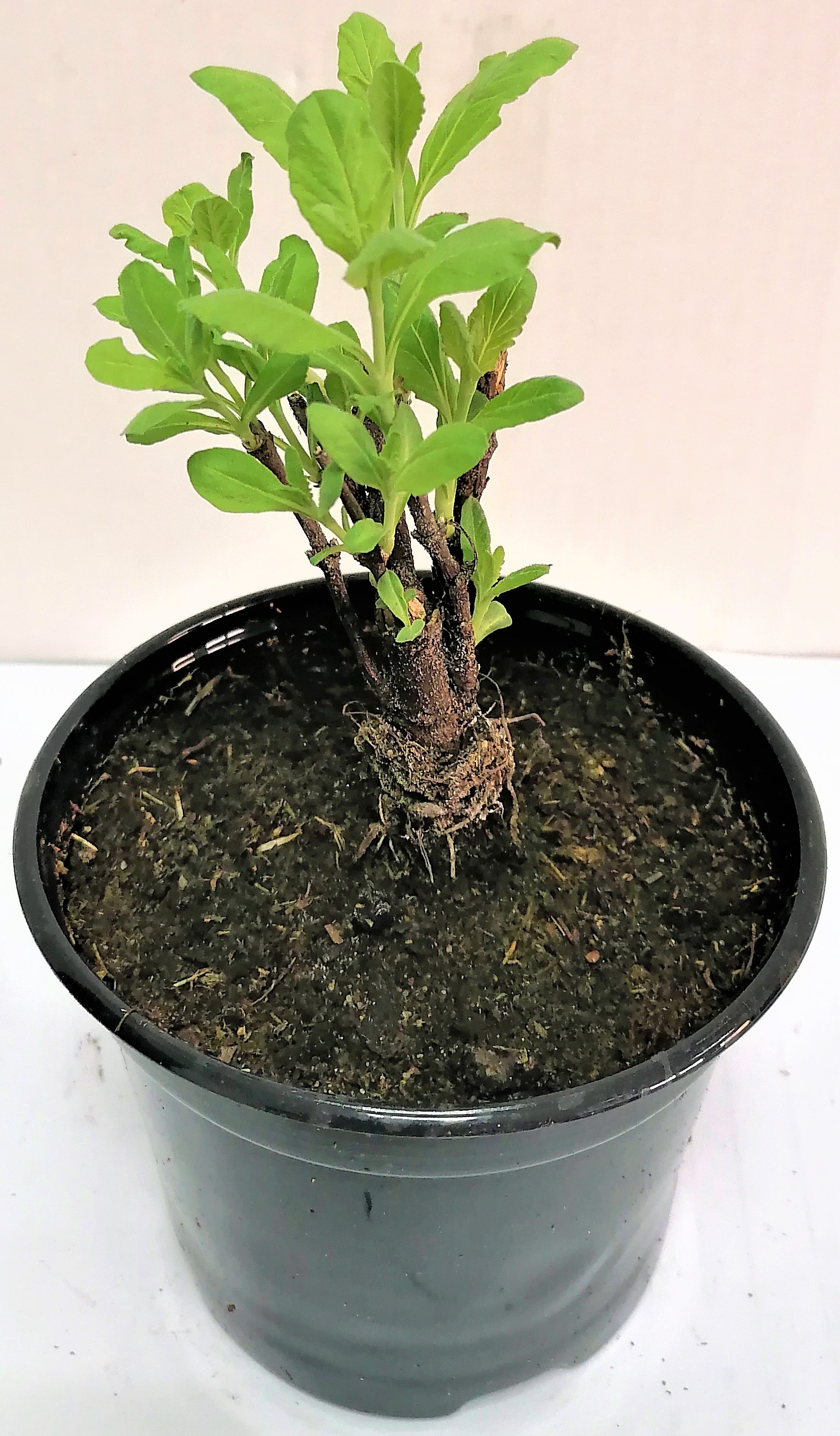 Изображение товара Перовския Little Spire ø12 h70 см Агрони