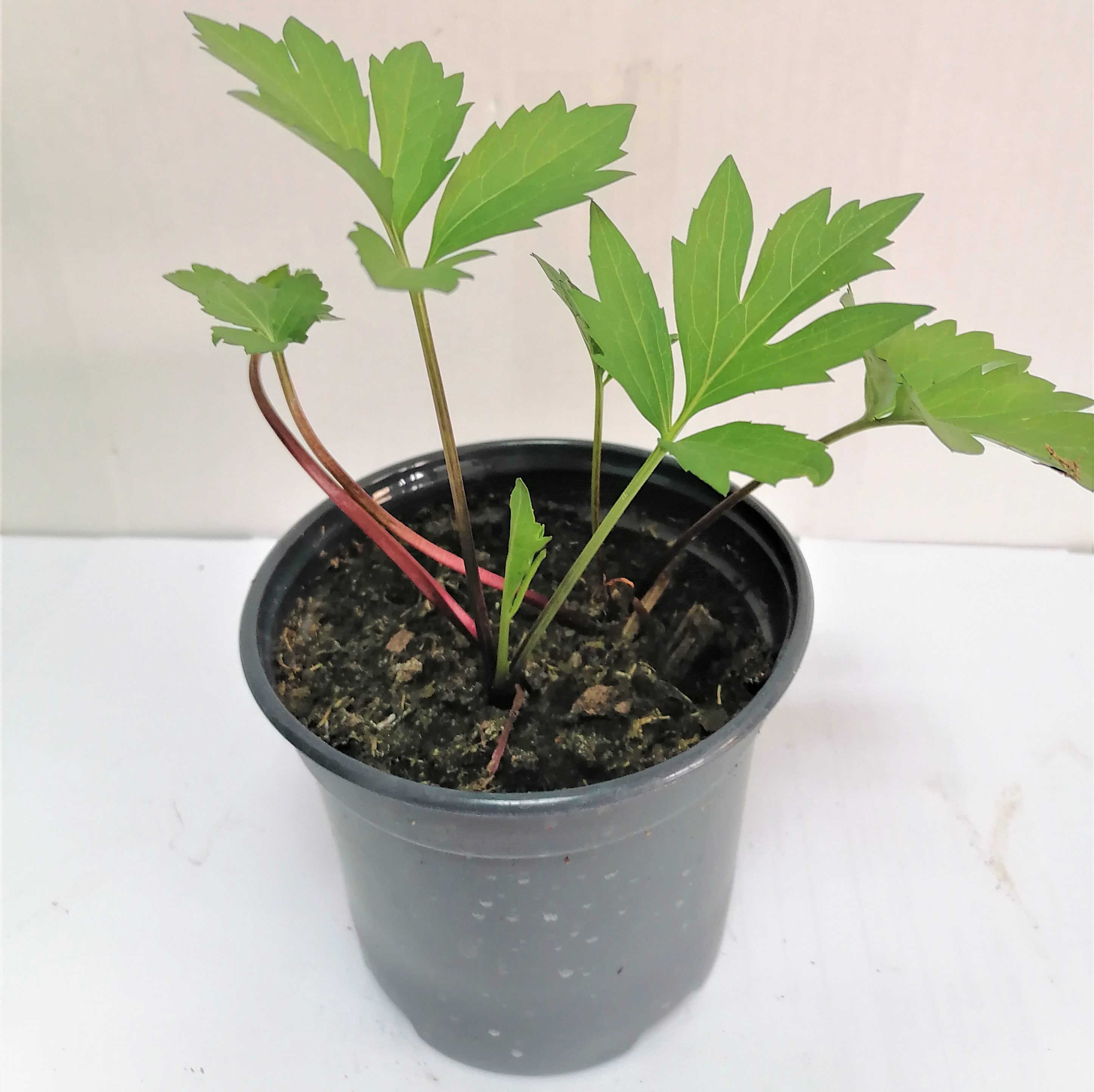 Изображение товара Посконник микс ø12 h15 см Агрони