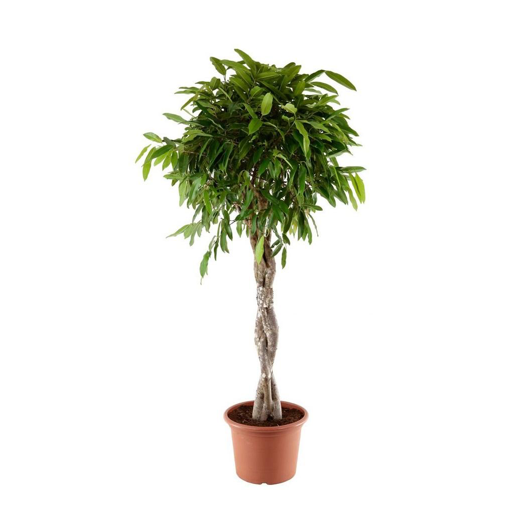 Изображение товара Фикус Экзотика ø27 h140 см Росток