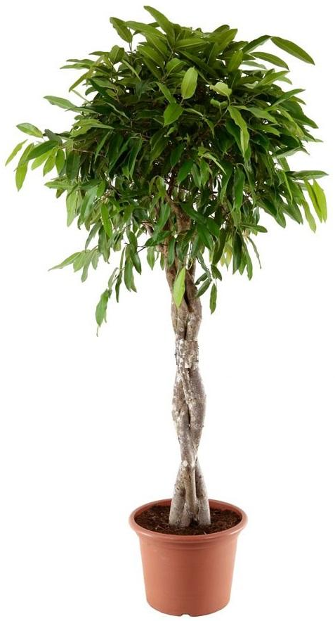 Изображение товара Фикус Экзотика ø40 h180 см Росток
