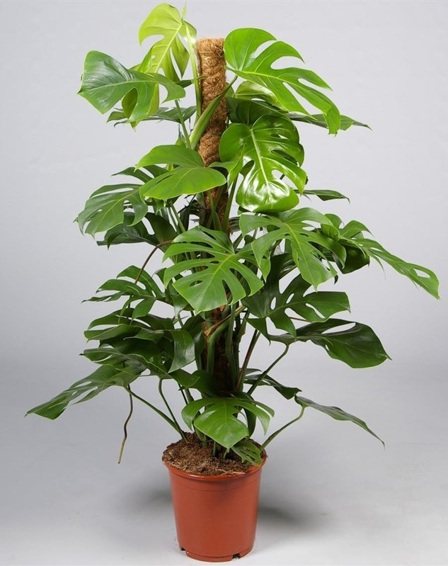 Изображение товара Монстера микс ø27 h150 см Росток