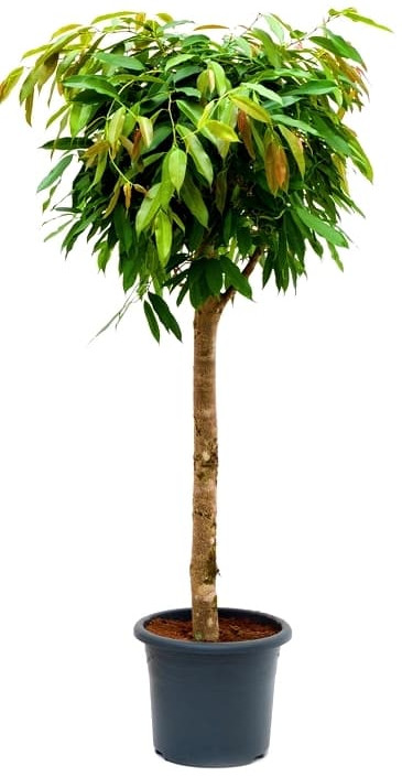 Изображение товара Фикус Амстел Кинг ø40 h70 см Росток