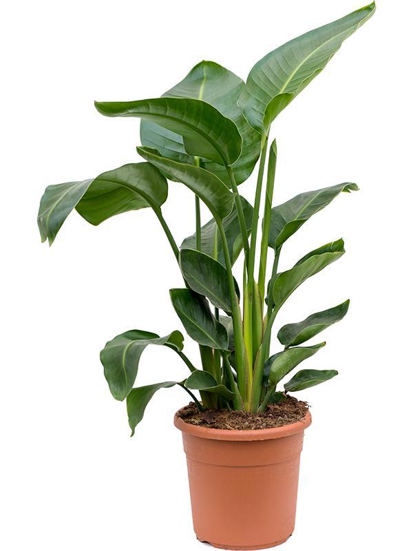 Изображение товара Стрелитция Николай ø40 h180 см Росток