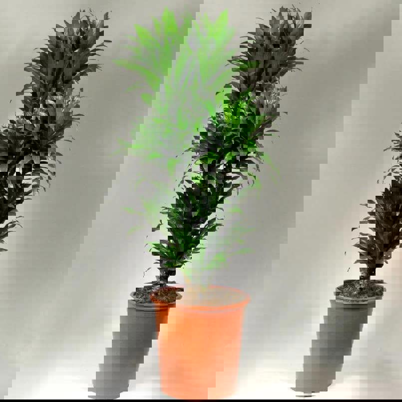 Изображение товара Драцена Фрагранс микс Росток, 140 см, 31 см, Россия