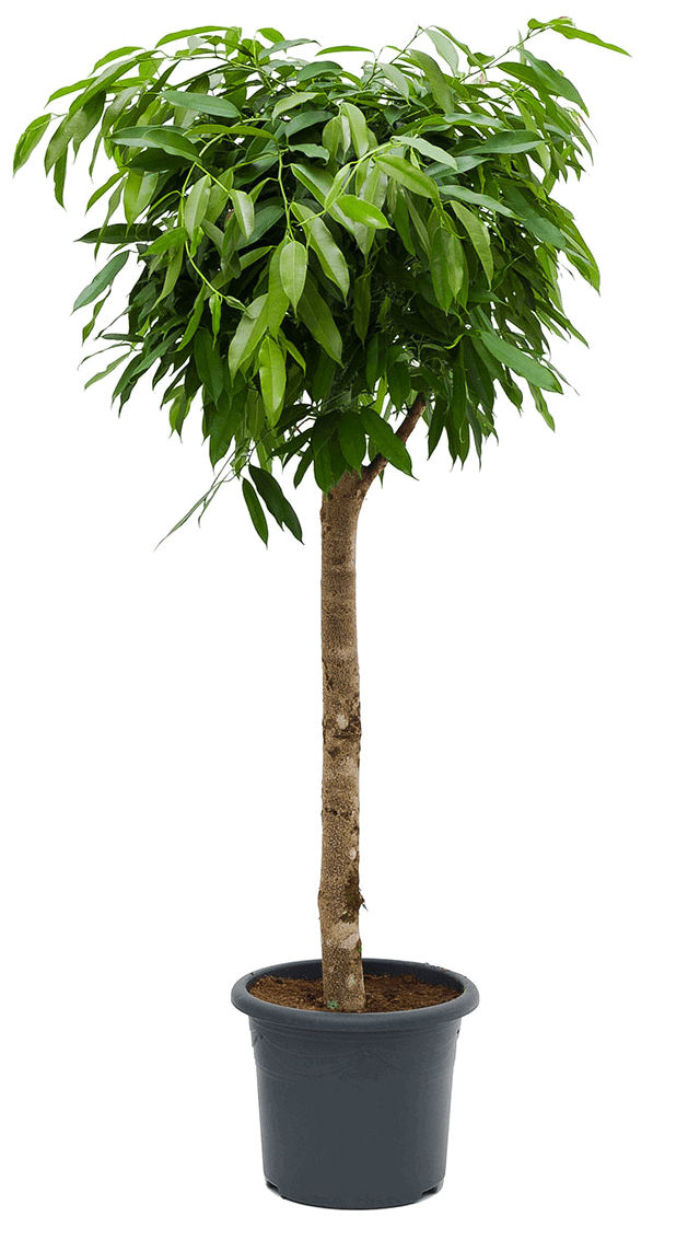 Изображение товара Фикус Амстел Кинг ø30 h140 см Росток