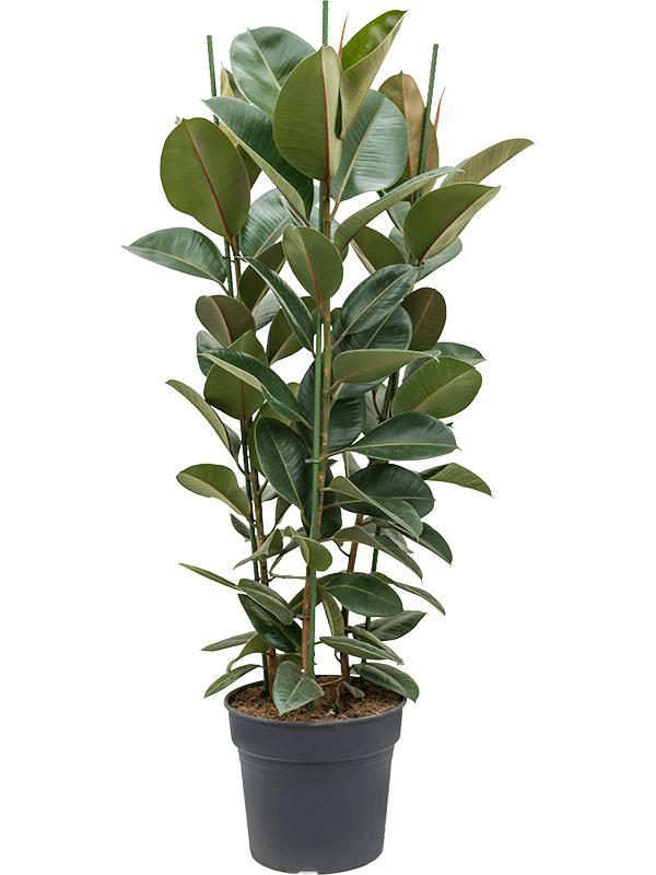 Изображение товара Фикус Эластика Робуста ø30 h140 см Росток