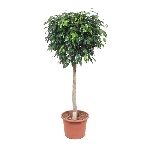 Изображение товара Фикус Даниель ø24 см, 130 см, декоративно-лиственный