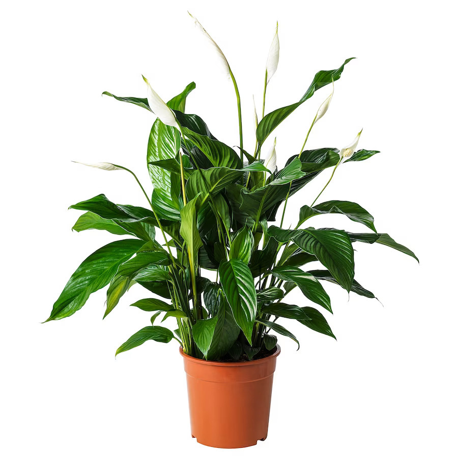 Изображение товара Спатифиллум Пис Лилу ø24 h85 см