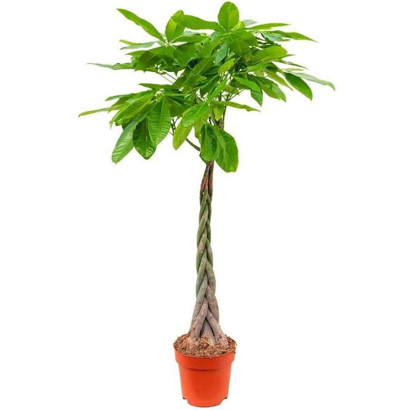 Изображение товара Пахира Акватика коса ø27 h135 см