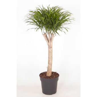 Изображение товара Драцена Анита | Комнатное растение 85-100 см, зеленые листья