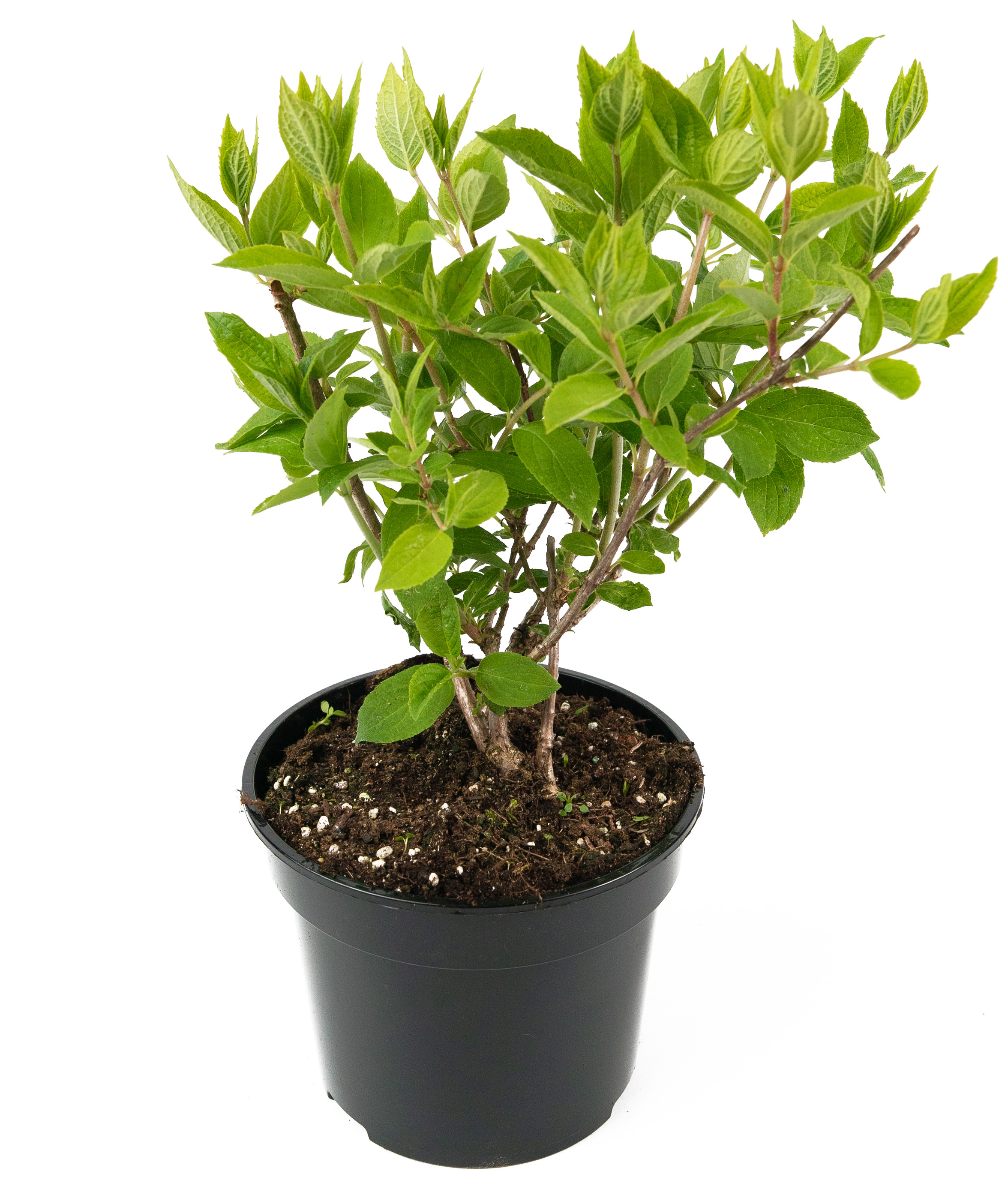 Изображение товара Гортензия метельчатая Grandiflora 45-65 см