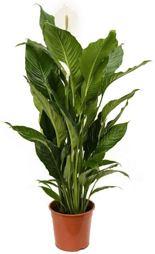 Изображение товара Спатифиллум Свит Себастьяно ø24 h115 см