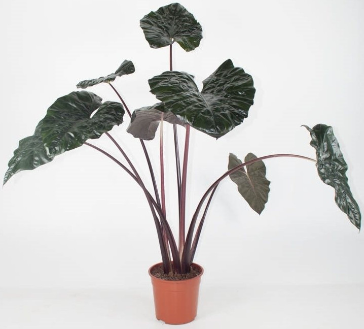 Изображение товара Алоказия Юкатан Принцесс ø32 h135-150 см