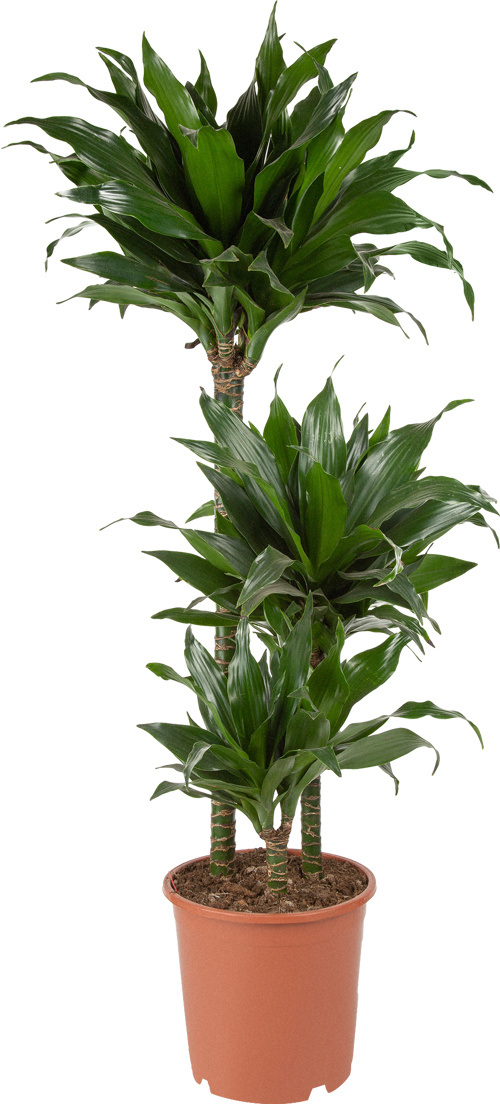 Изображение товара Драцена Блэк Джек Декоративно-лиственное растение 80 см