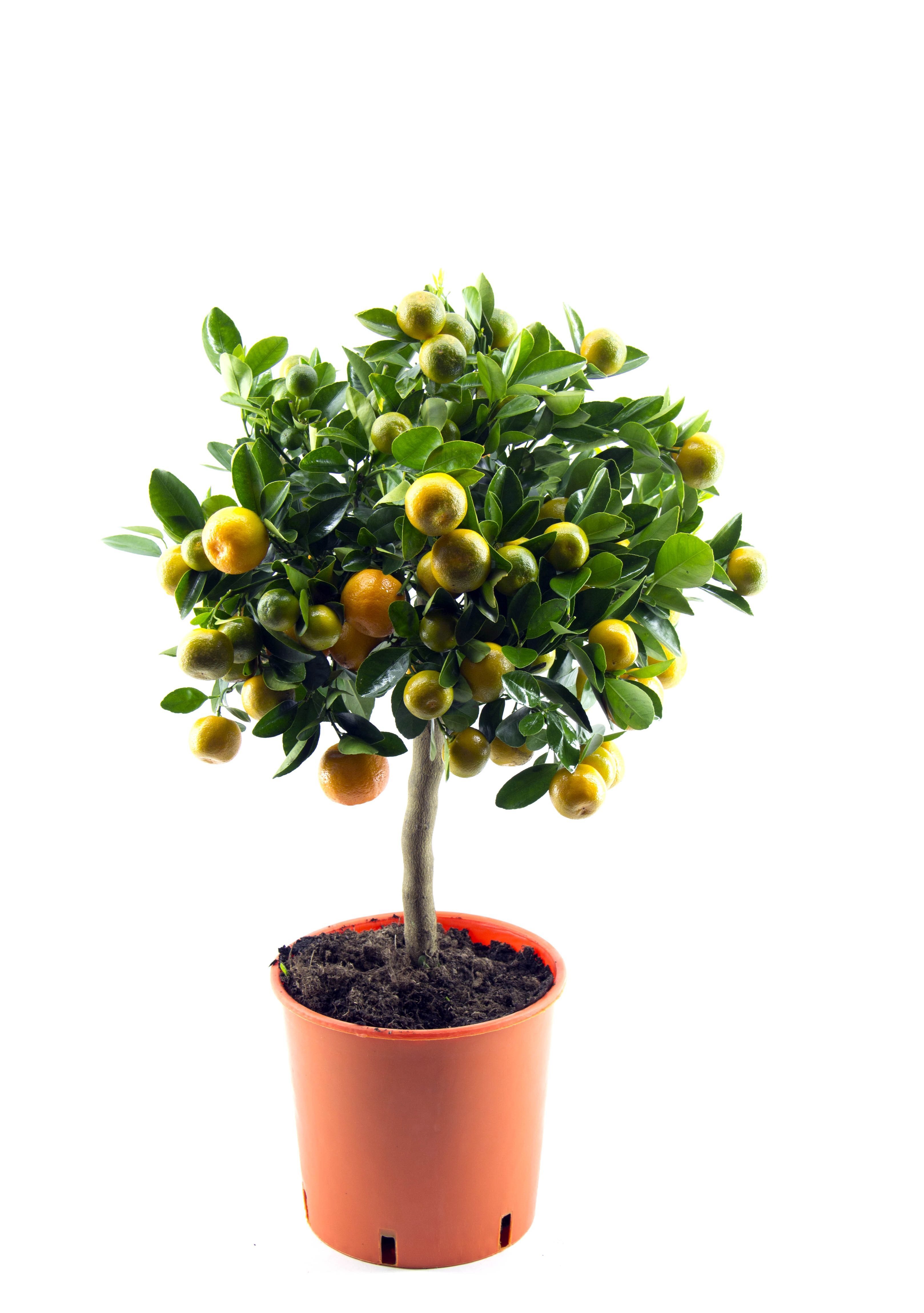 Изображение товара Цитрус микс 4 сорта ø22 см, 85 см — декоративно-лиственные растения