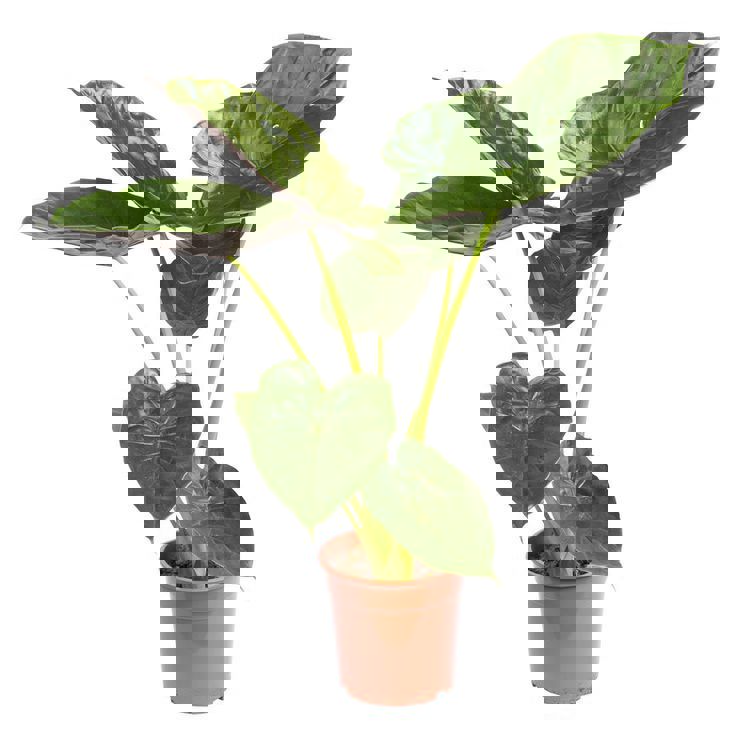 Изображение товара Алоказия Кукулата ø27 h100 см