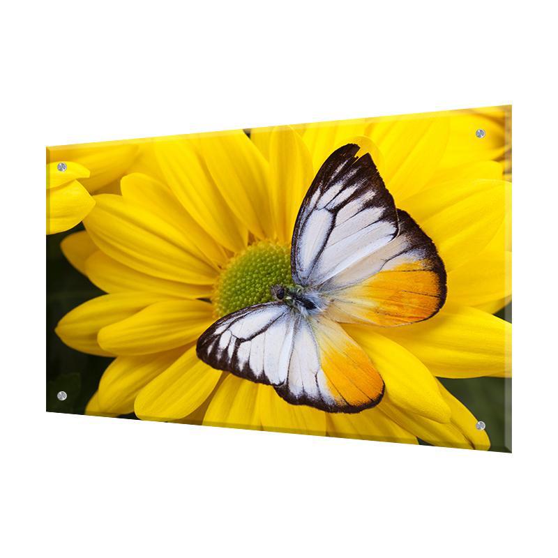Изображение товара Стеновая панель Borntoprint Бабочка на желтом цветке 60x90 см