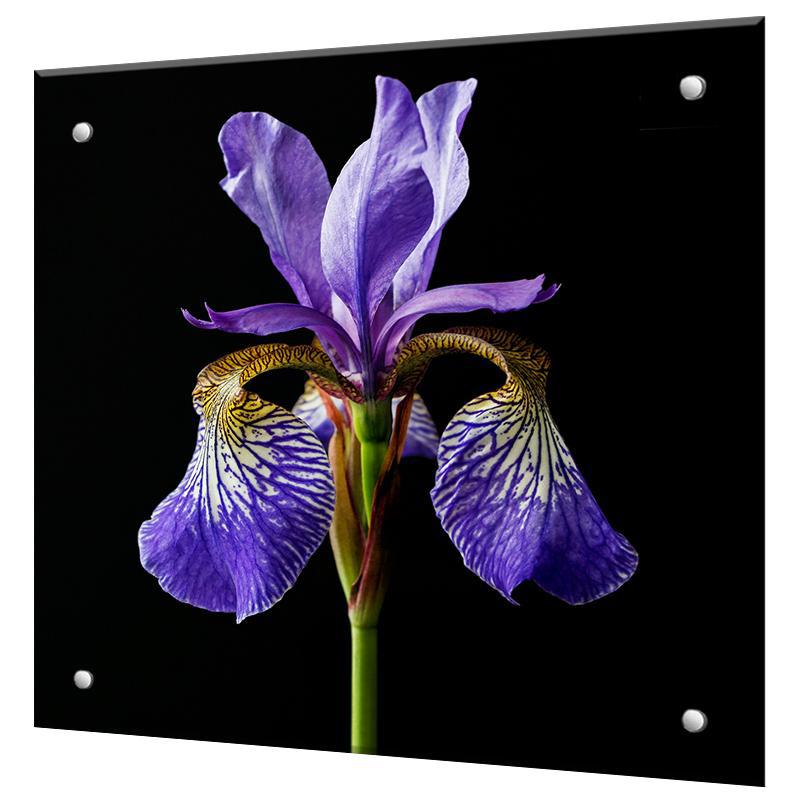 Изображение товара Защитный экран Borntoprint Ирис на чёрном фоне 60x60x0.4 см закаленное стекло глянцевый