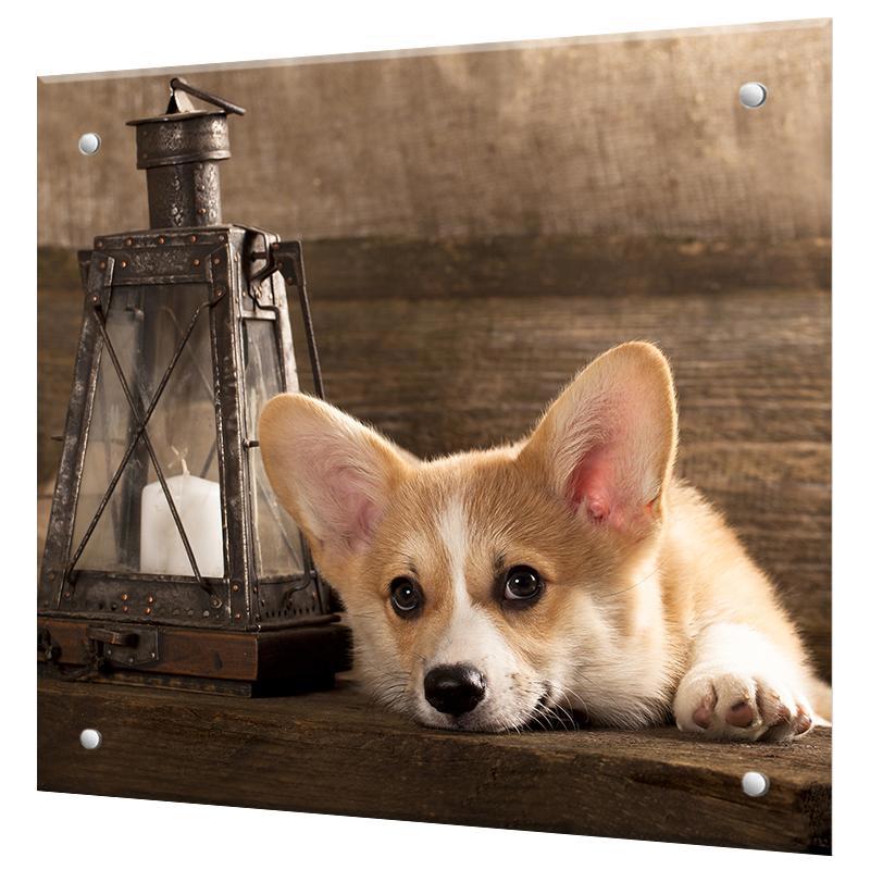 Изображение товара Защитный экран Borntoprint Пёс 60x50x0.4 см закаленное стекло цвет прозрачный