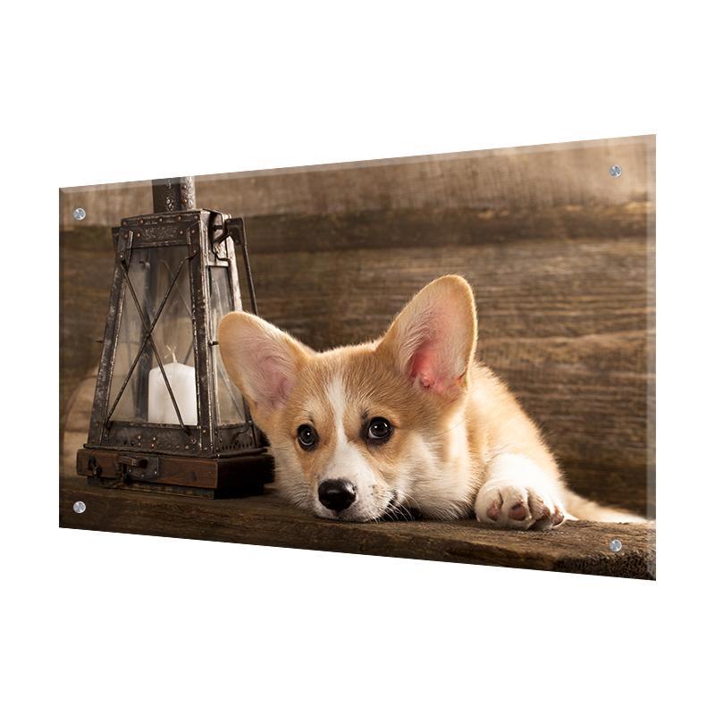 Изображение товара Защитный экран Borntoprint Пёс 60x90x0.4 см закаленное стекло цвет прозрачный