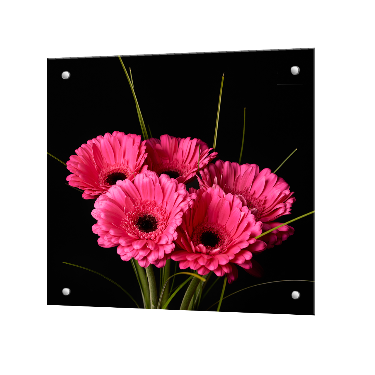 Изображение товара Защитный экран Borntoprint Герберы 60x60 см закаленное стекло