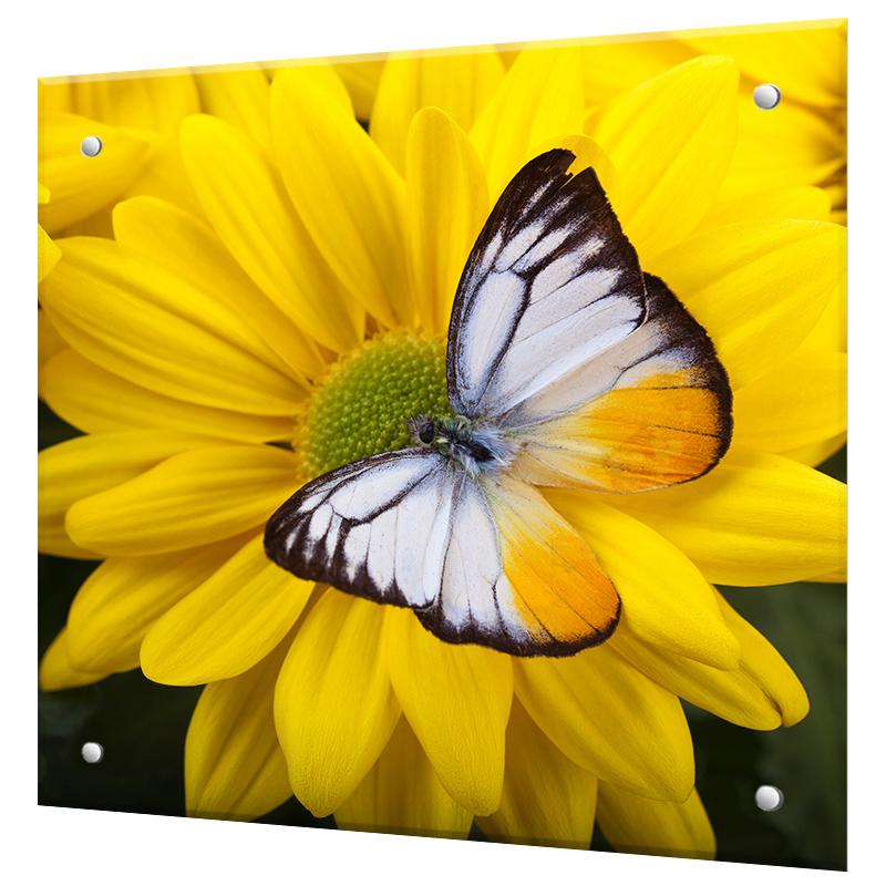 Изображение товара Защитный экран Borntoprint Бабочка на желтом цветке 60x60x0.4 см закаленное стекло