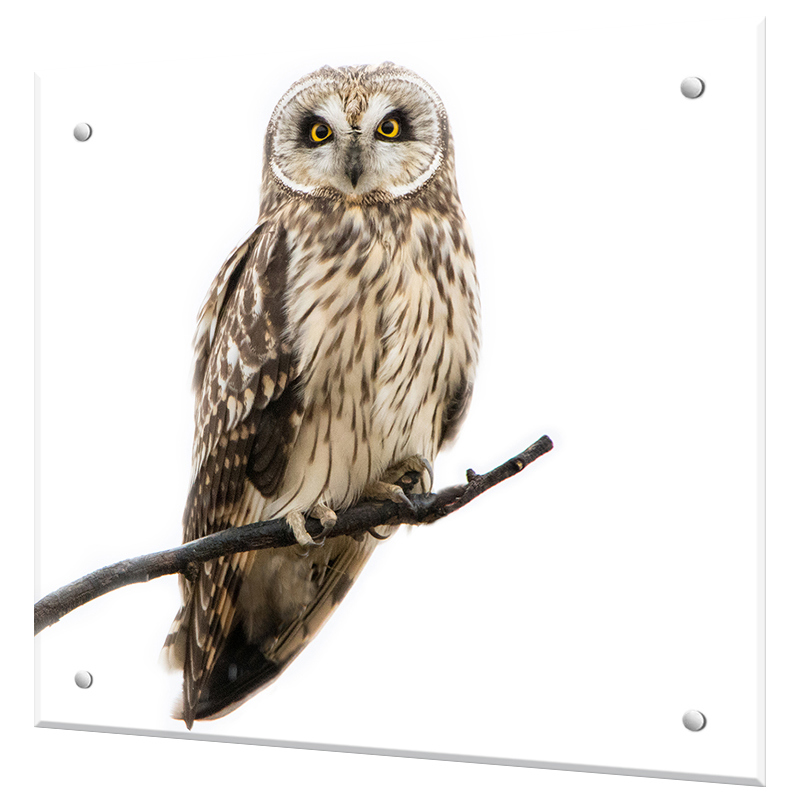 Изображение товара Защитный экран Borntoprint Сова на ветке из закаленного стекла 60x55 см прозрачный