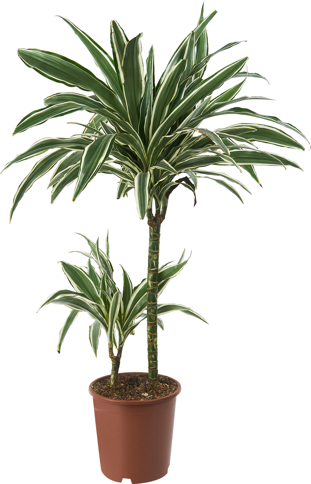 Изображение товара Драцена Вайт Страйп Драцена Вайт страйп — декоративно-лиственные растение 80–90 см