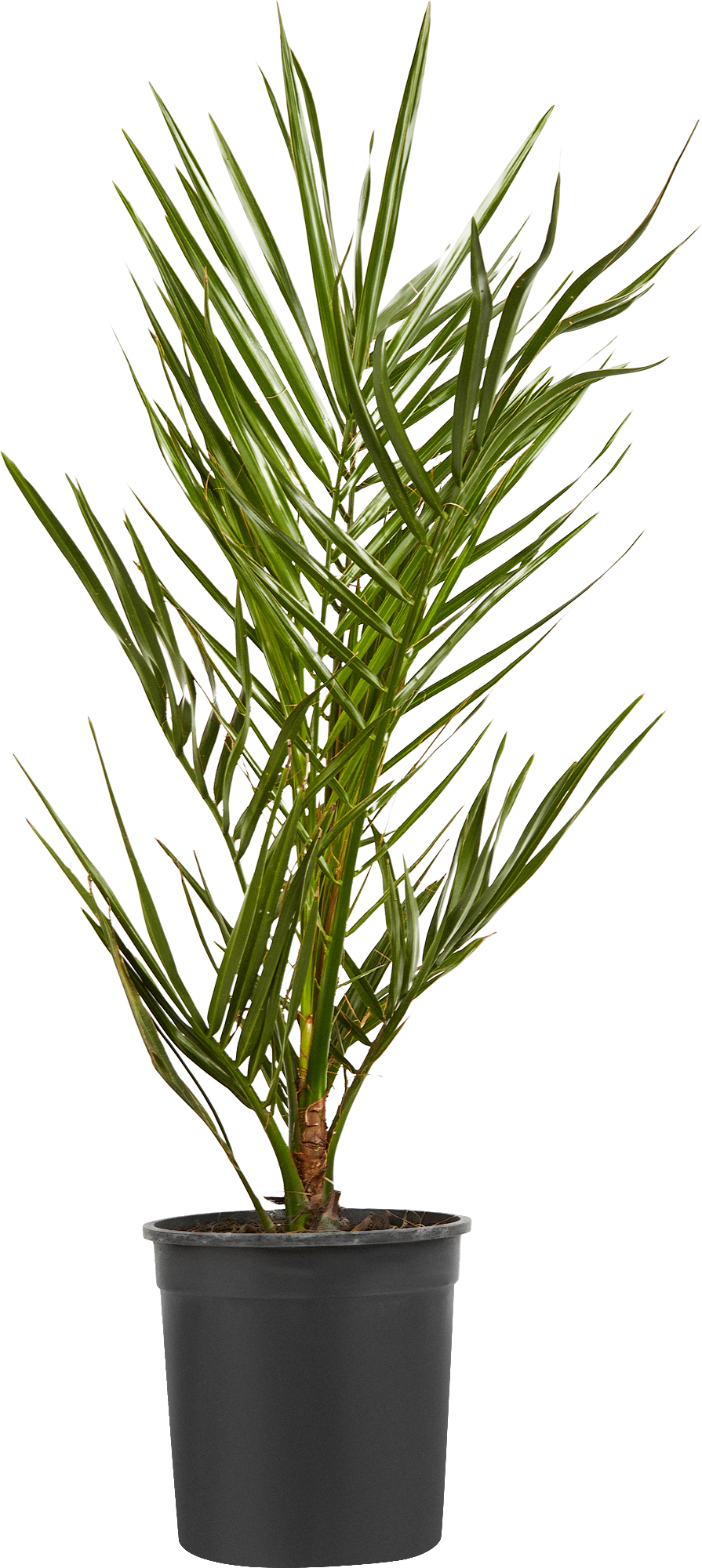 Изображение товара Финик Канарский 17x100 см