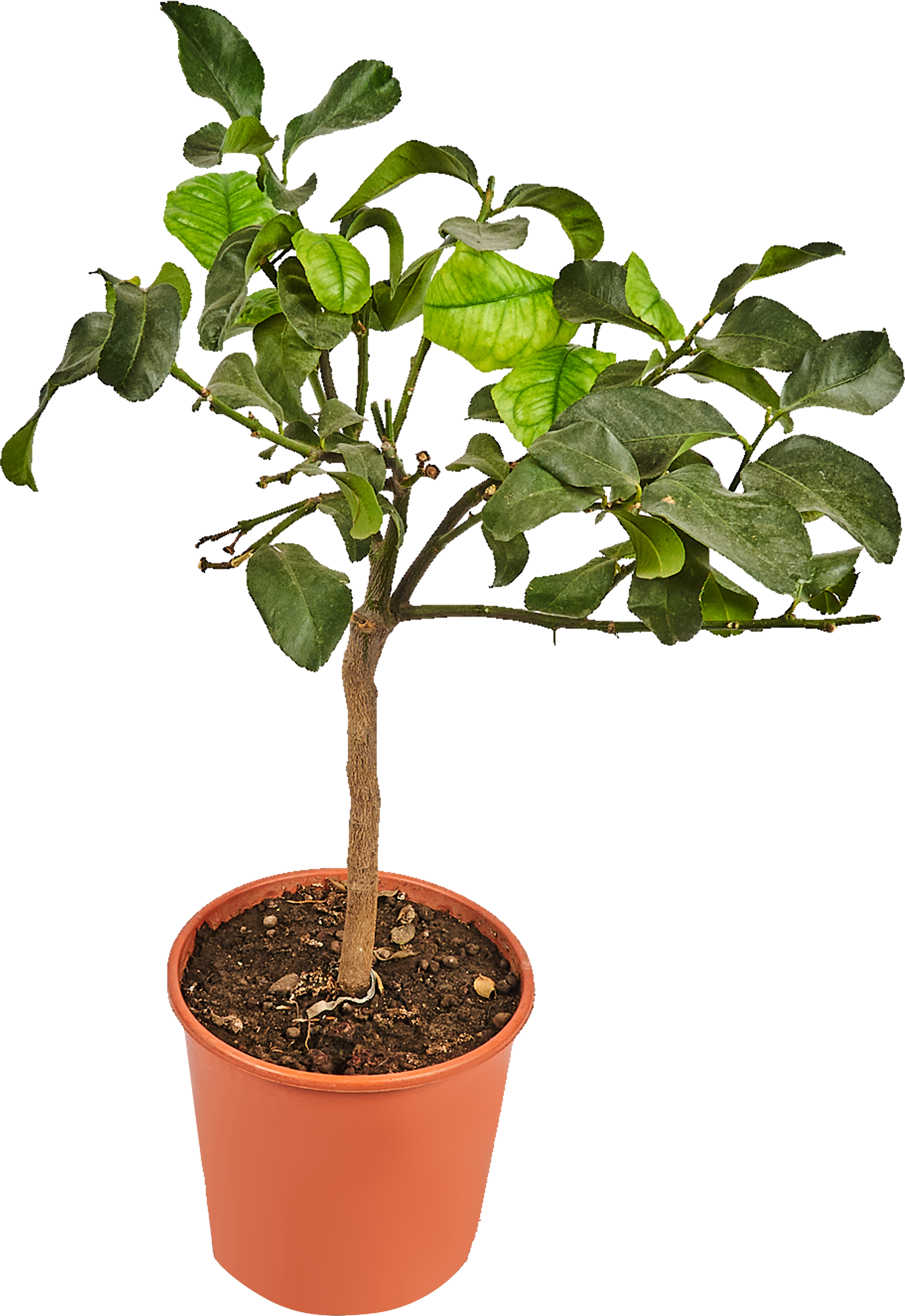 Изображение товара Цитрофортунелла лимон d21 h80