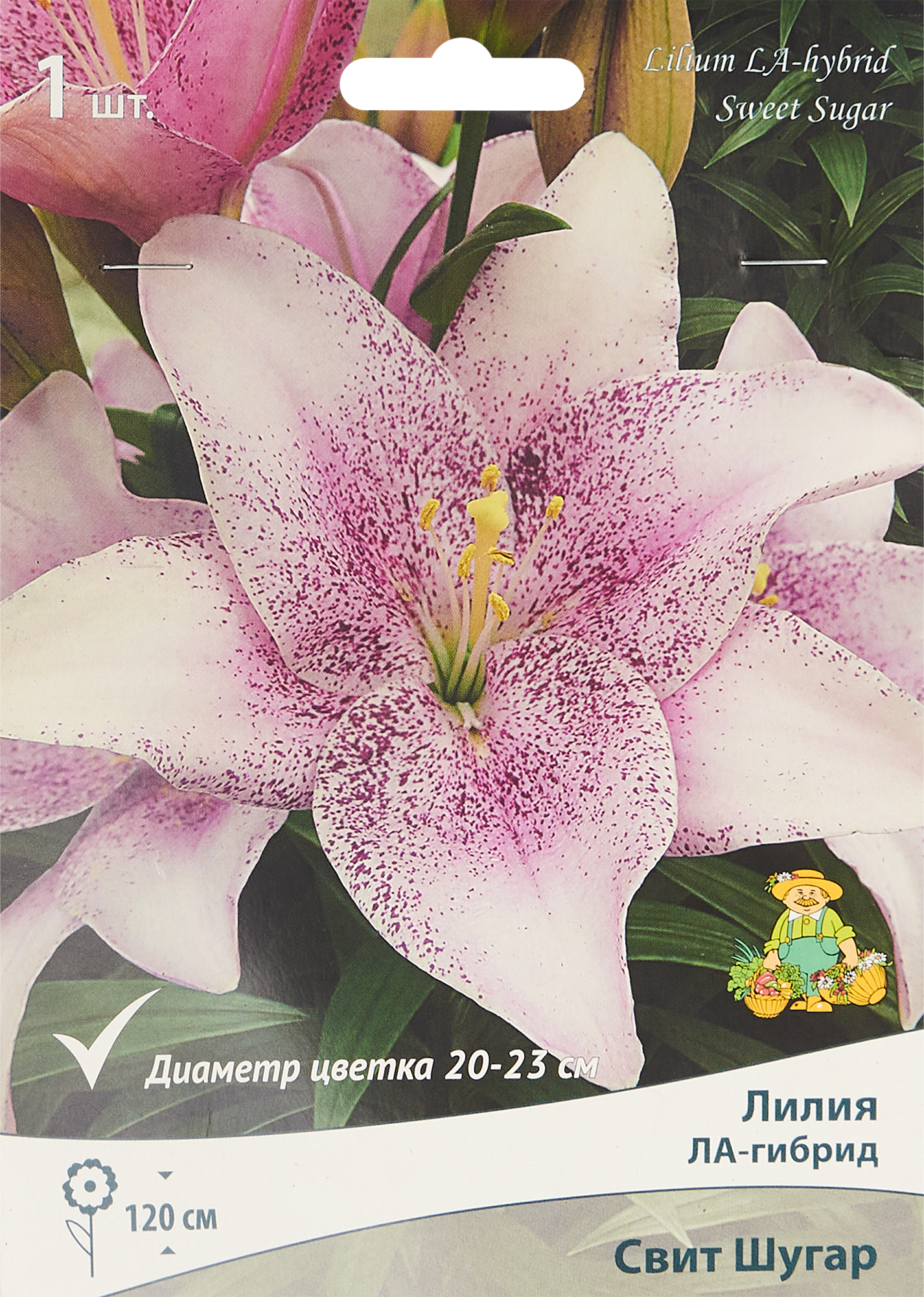 Изображение товара Лилия ЛА-гибрид «Свит Шугар» размер луковицы 14/16 Изображение товара Лилия ЛА-гибрид «Свит Шугар» размер луковицы 14/16