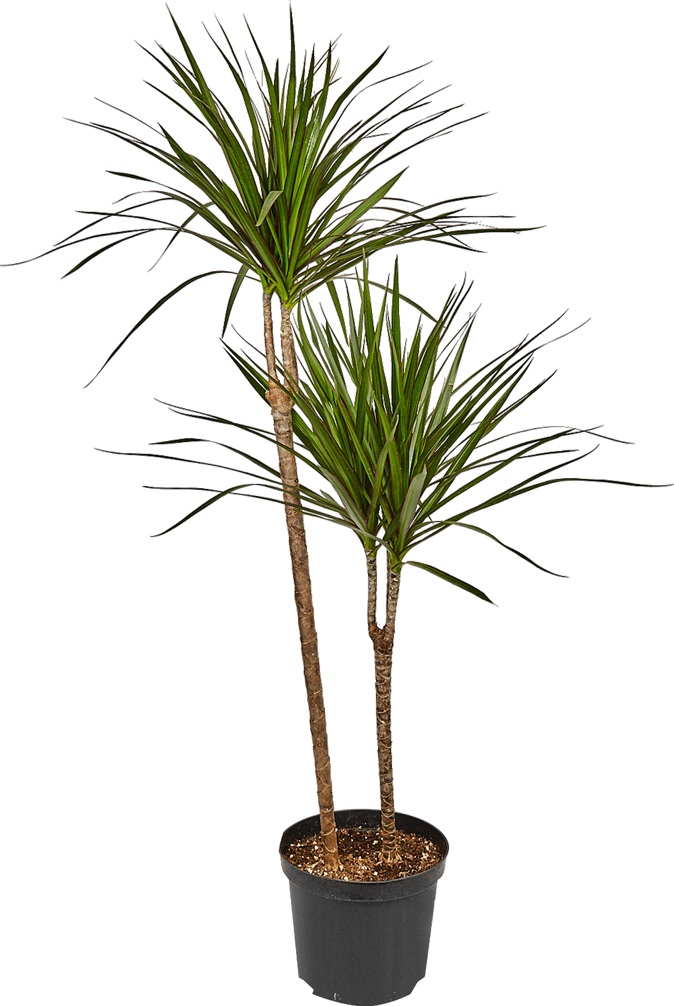 Изображение товара Драцена Маргината/Маджента Ø22 см — декоративно-лиственное растение