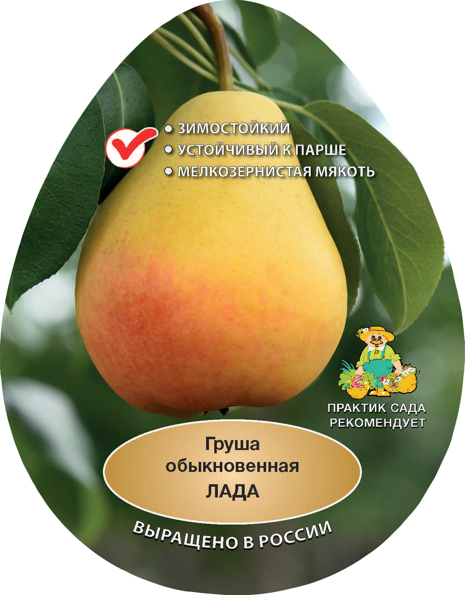 Изображение товара Груша Лада 200 см среднерослая раннеспелая морозостойкая