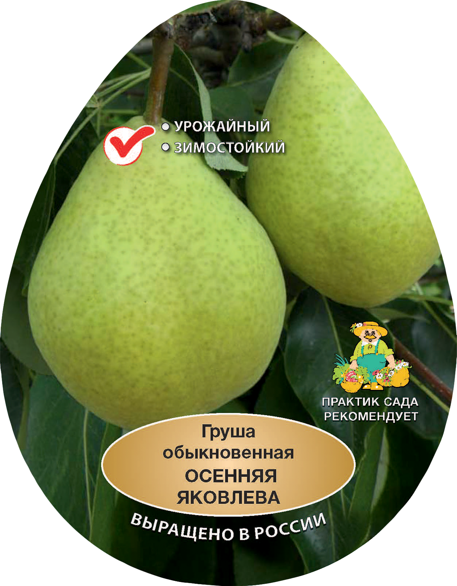 Изображение товара Груша обыкновенная Осенняя Яковлева h200 см Поиск Инвест Изображение товара Груша обыкновенная Осенняя Яковлева h200 см Поиск Инвест