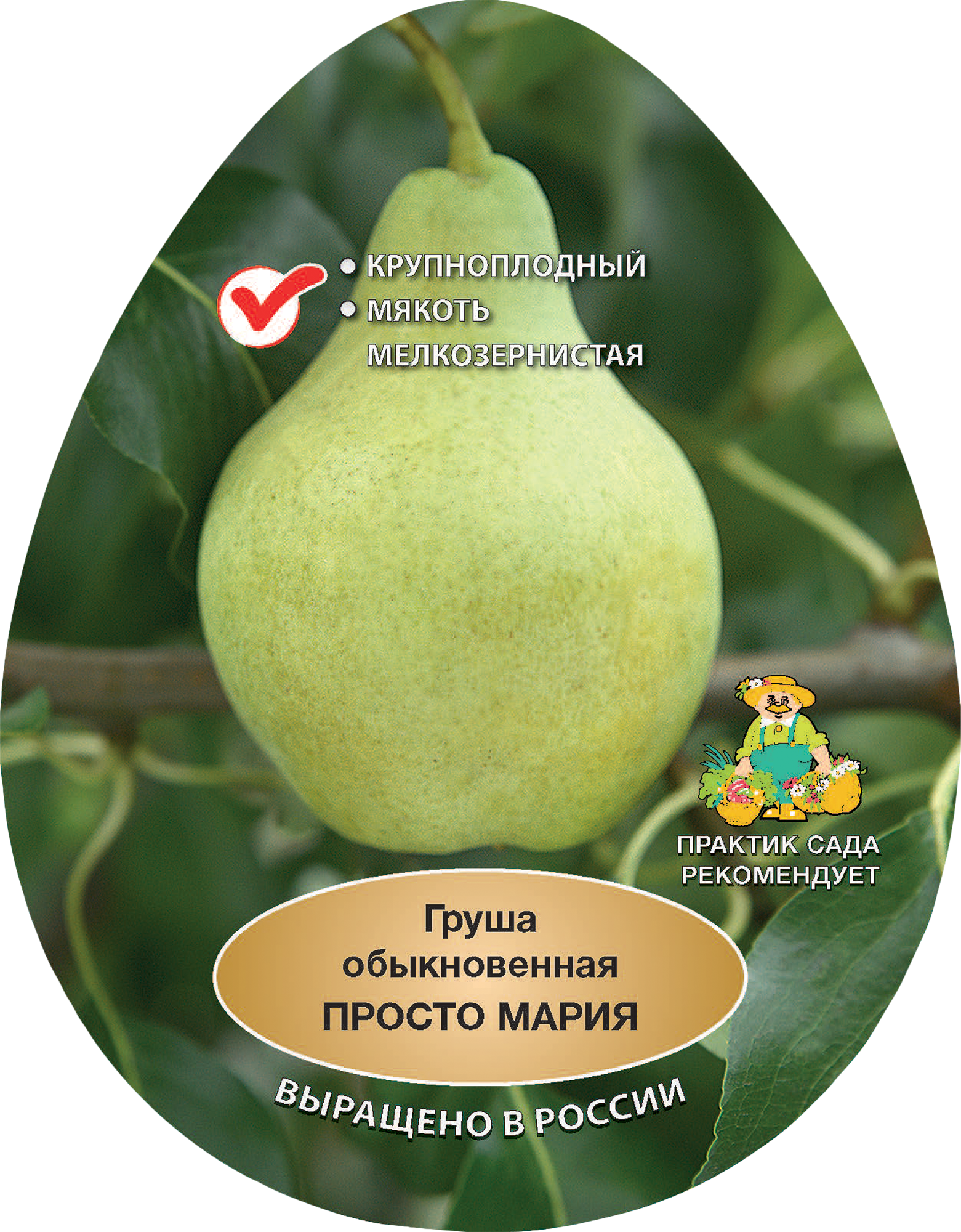 Изображение товара Груша обыкновенная Просто Мария h200 см в сетке Поиск Инвест Изображение товара Груша обыкновенная Просто Мария h200 см в сетке Поиск Инвест