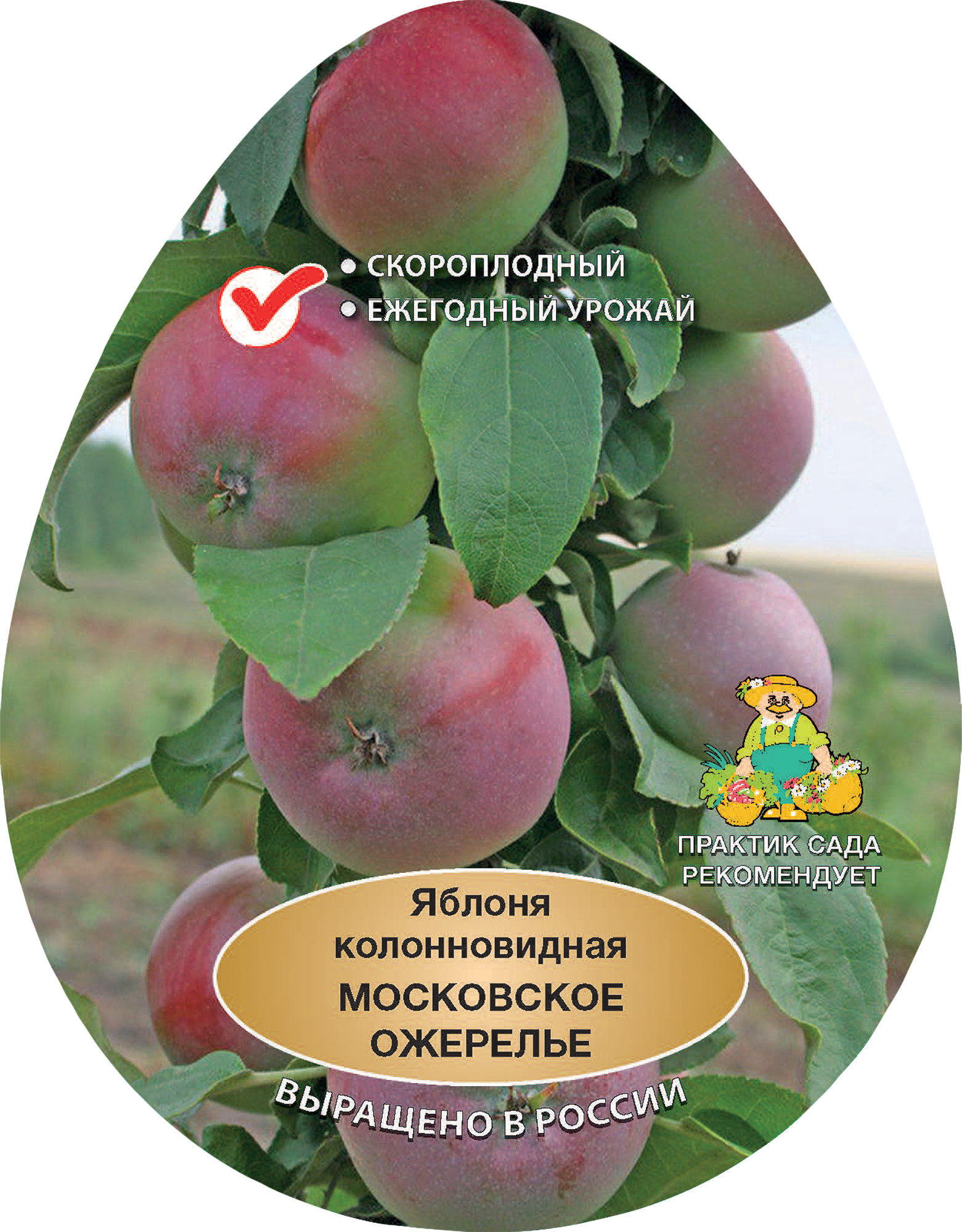 Изображение товара Яблоня колонновидная Московское ожерелье h200 см в сетке Поиск Инвест Изображение товара Яблоня колонновидная Московское ожерелье h200 см в сетке Поиск Инвест