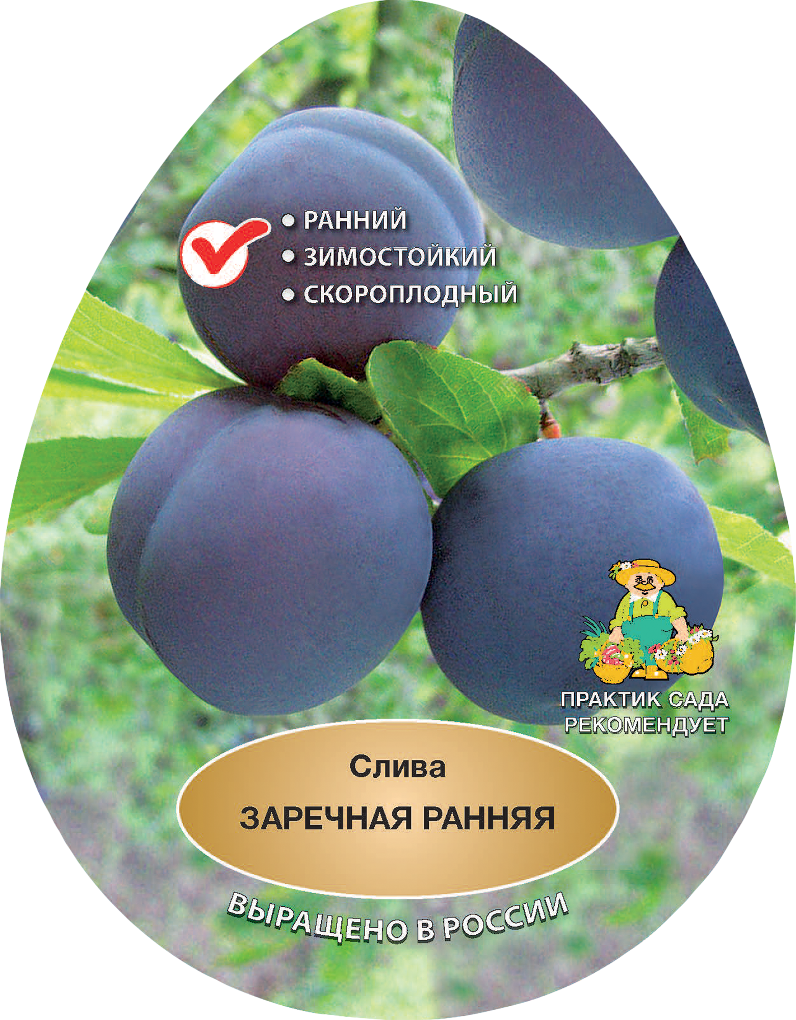 Изображение товара Слива Заречная ранняя - раннеспелый сорт, крупные плоды, урожай в августе Изображение товара Слива Заречная ранняя - раннеспелый сорт, крупные плоды, урожай в августе
