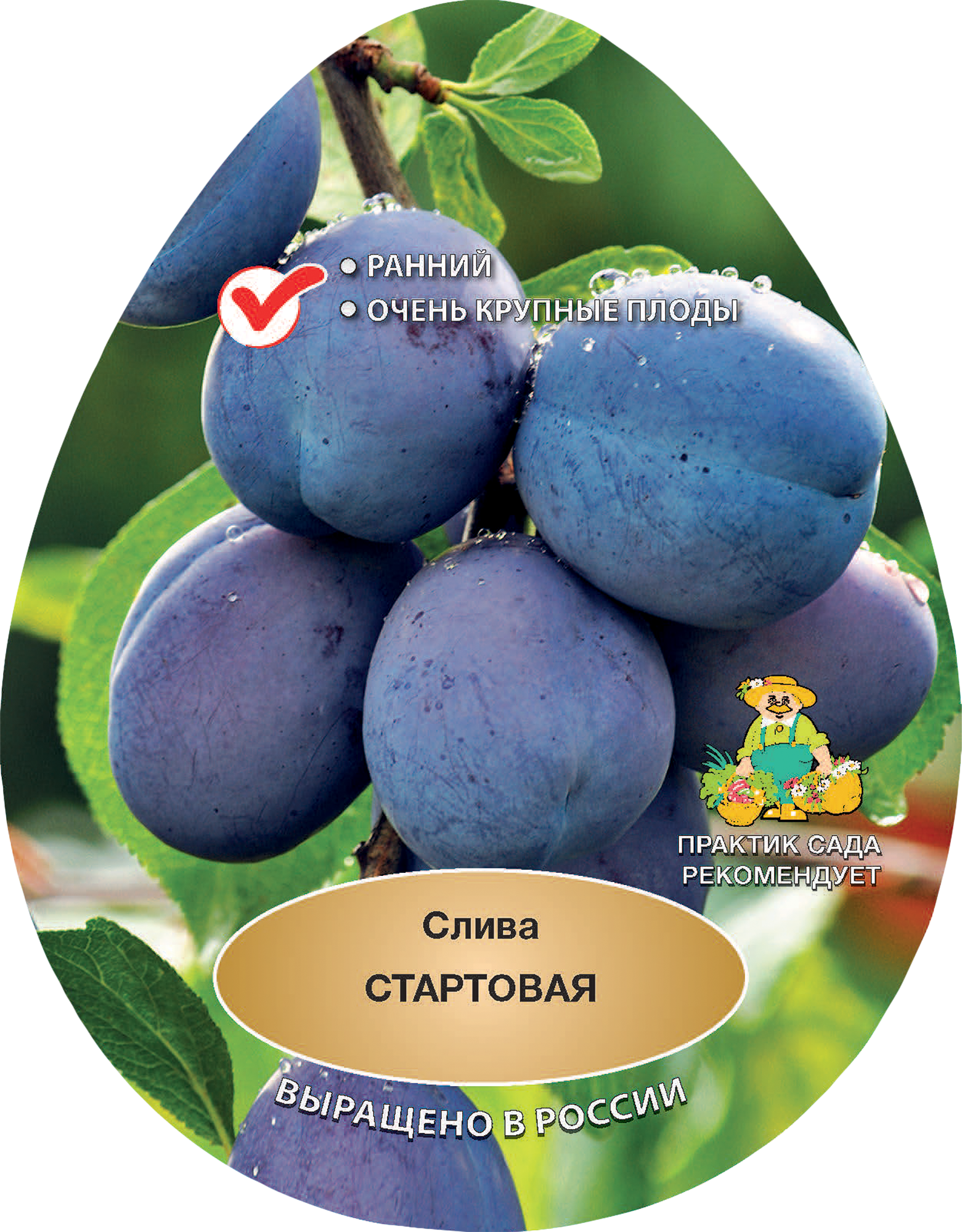Изображение товара Слива Стартовая h200 см Поиск Инвест