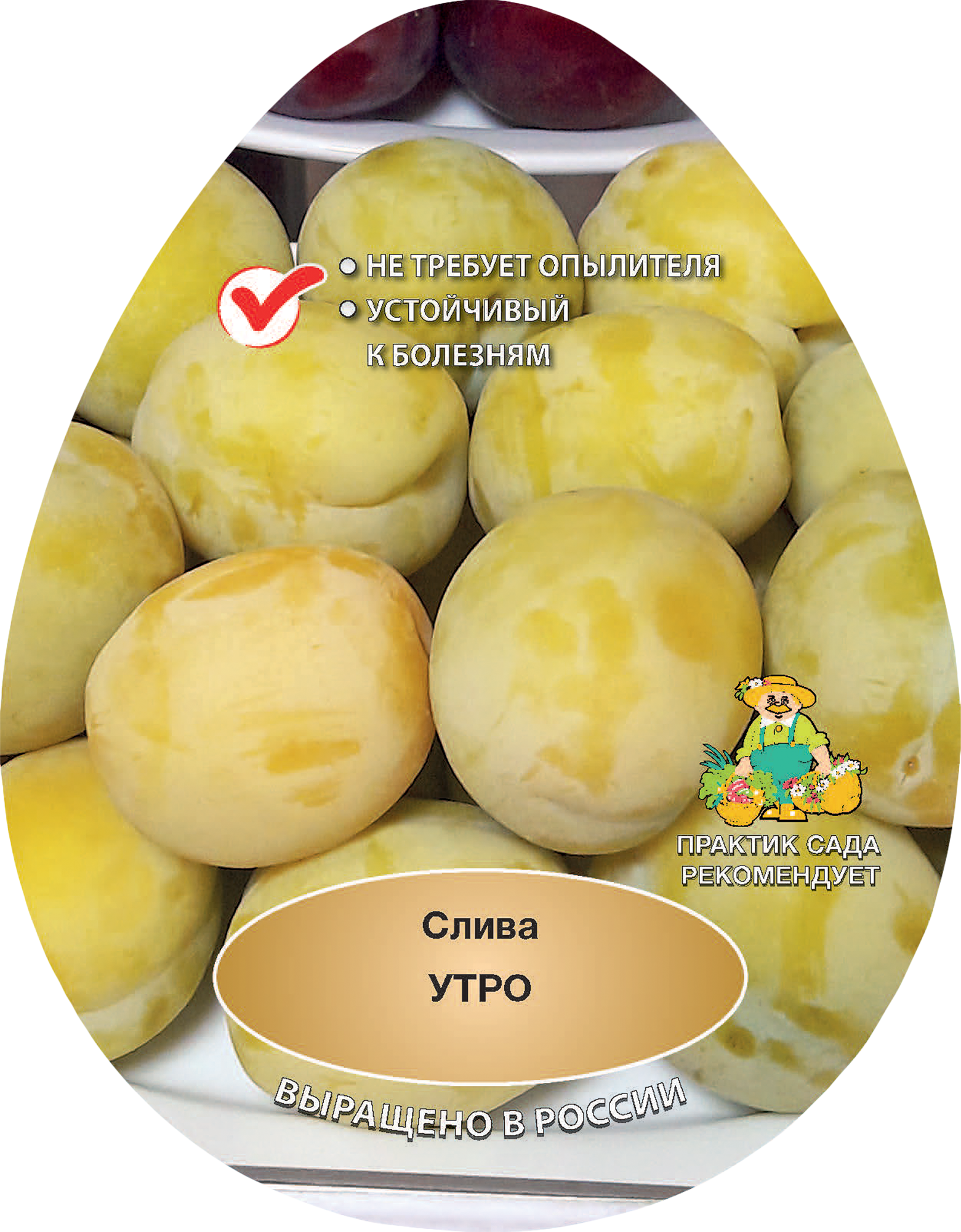 Изображение товара Слива Утро h200 см Поиск Инвест Изображение товара Слива Утро h200 см Поиск Инвест