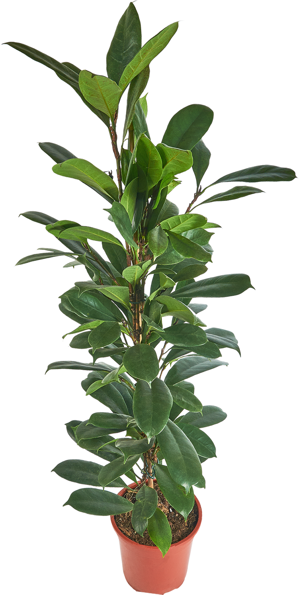 Изображение товара Фикус Киатистипула ø21 h100 см Росток